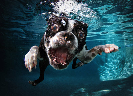 Seth Casteel's Extraordinary Pictures of Dogs
