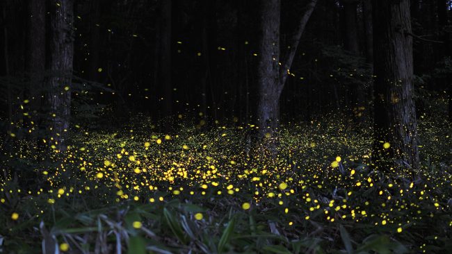 Natural Light Photography: Bioluminescence
