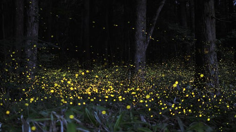 Natural Light Photography: Bioluminescence