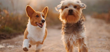 Pet Photography Ideas & Tips