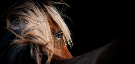 Wildlife Photography Tips From a Pro