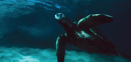 Submerged: Underwater Photography with Dominick Nicholas