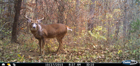 Cuddeback Cameras Buying Guide (2020)