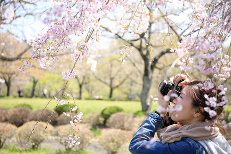 How to Photograph the D.C. Cherry Blossom Festival