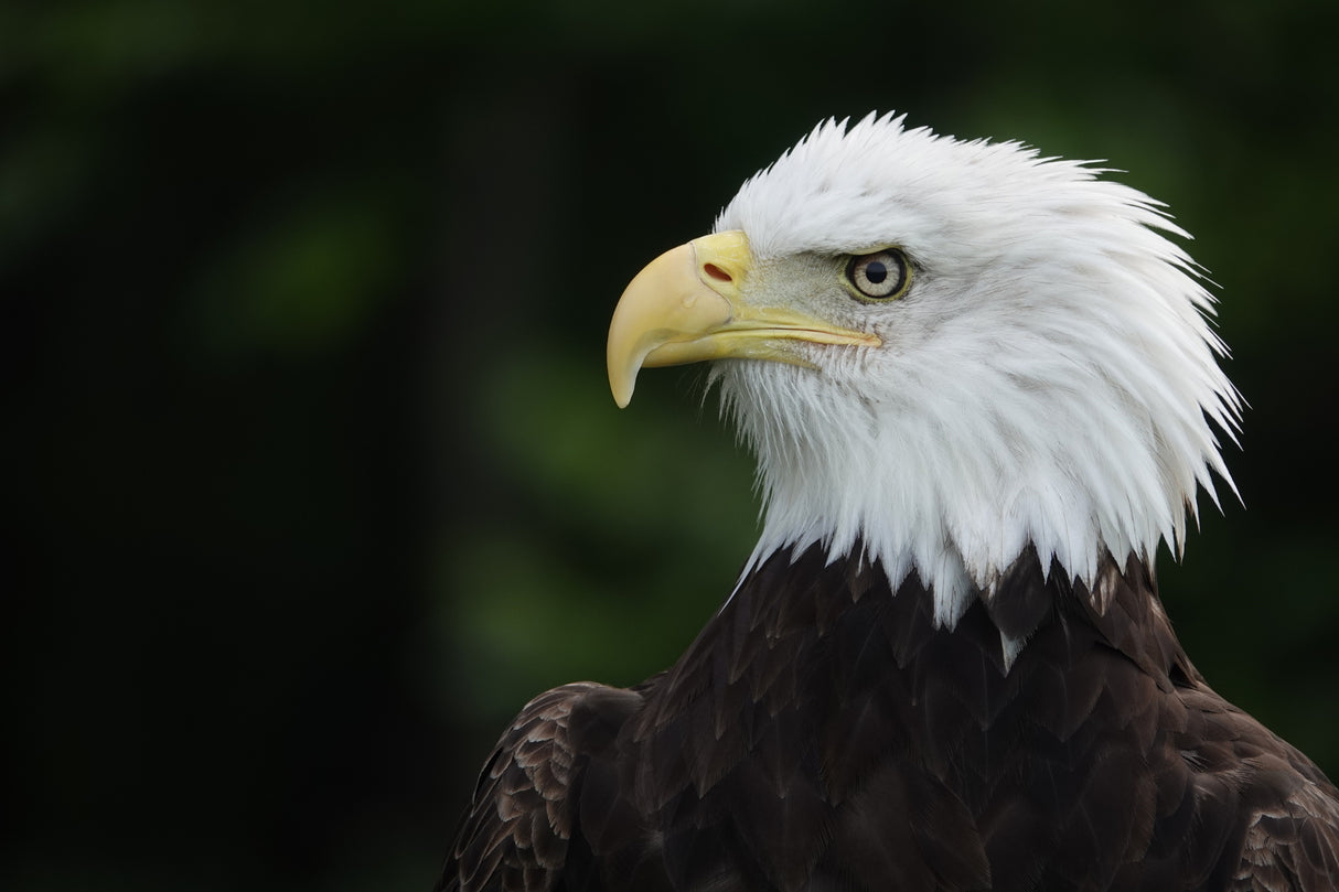 Sony CyberShot RX10 IV Digital Camera