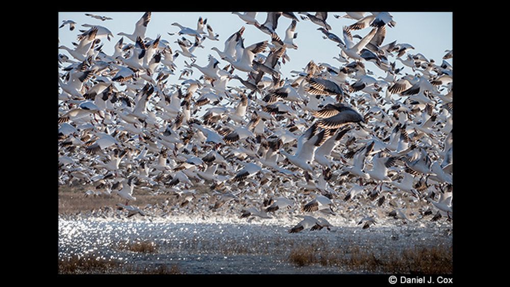 Panasonic Lumix G Leica DG Vario-Elmar 100-400mm f/4-6.3 ASPH. POWER O.I.S. Lens