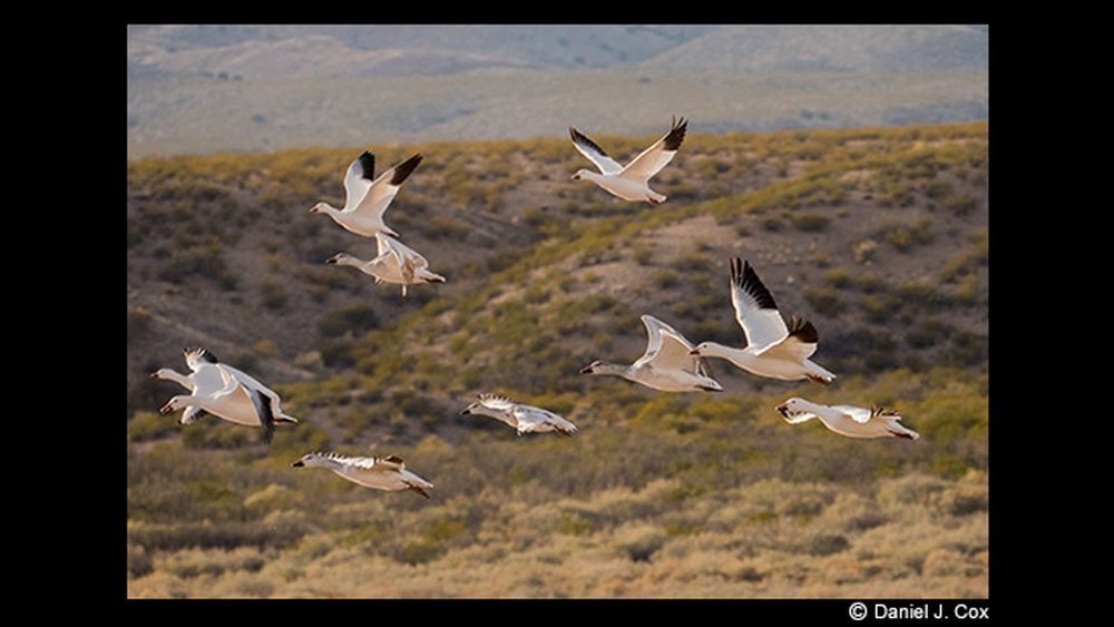 Panasonic Lumix G Leica DG Vario-Elmar 100-400mm f/4-6.3 ASPH. POWER O.I.S. Lens