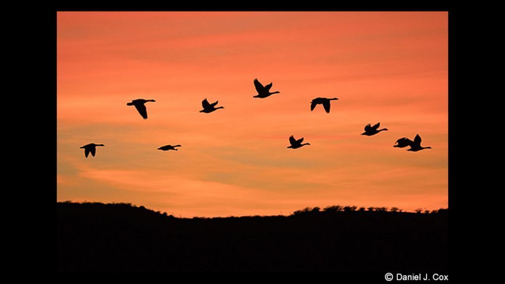 Panasonic Lumix G Leica DG Vario-Elmar 100-400mm f/4-6.3 ASPH. POWER O.I.S. Lens