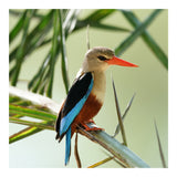 Sony FE 600mm f/4.0 GM OSS Super Telephoto Prime G-Master Lens