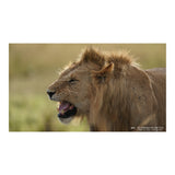 Sony FE 600mm f/4.0 GM OSS Super Telephoto Prime G-Master Lens