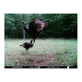 Stealth Cam PX14X P Series 10MP Digital Scouting Trail Camera