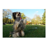 Sony E 18-135mm f/3.5-5.6 OSS APS-C E-Mount Zoom Lens