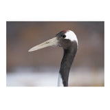 Sony Alpha FE 100-400mm f/4.5-5.6 GM Super Telephoto Zoom Lens