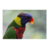 Sony 55-210mm f/4.5-6.3 OSS E-Mount Lens for Sony E (Black)