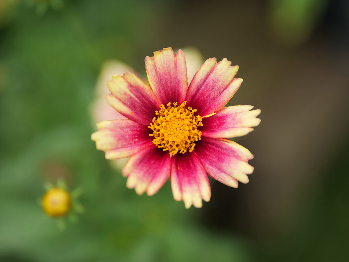 Panasonic Leica DG Vario-Summilux 25-50mm f/1.7 ASPH. Lens