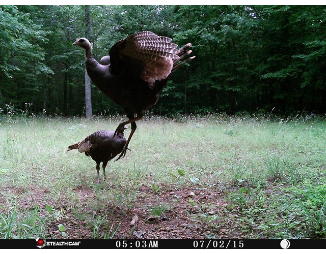 Stealth Cam 10MP Trail Game Camera (2-Pack) with Reader and 32GB Card Bundle