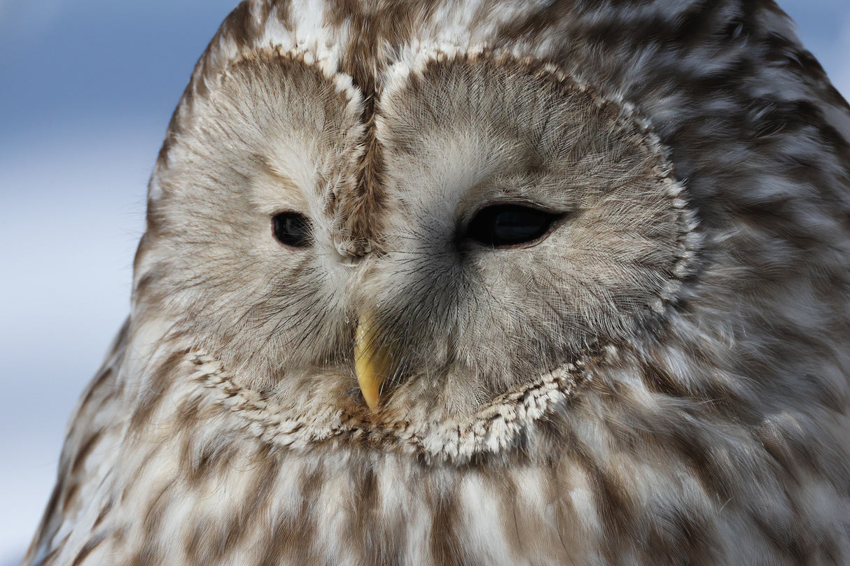 Canon EOS R7 Mirrorless Camera with RF-S 18-150mm Lens Kit