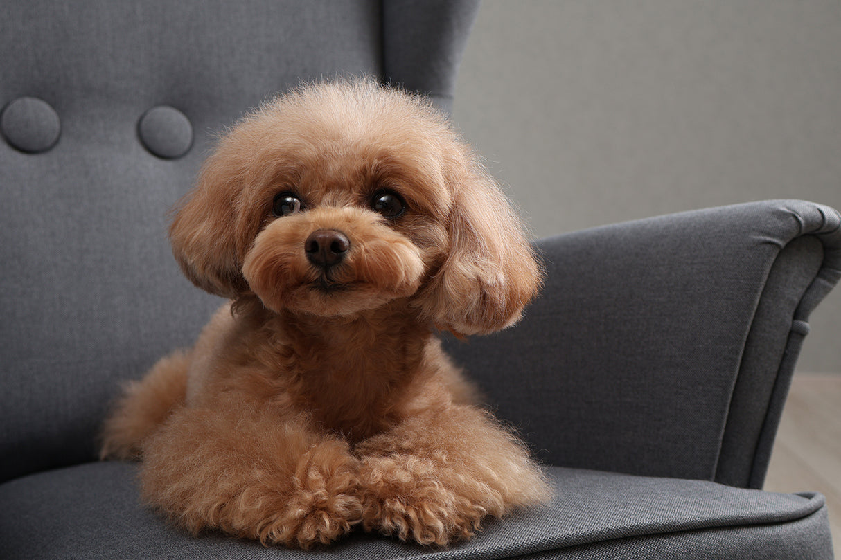 Canon RF-S 18-45mm f/4.5-6.3 IS STM Lens