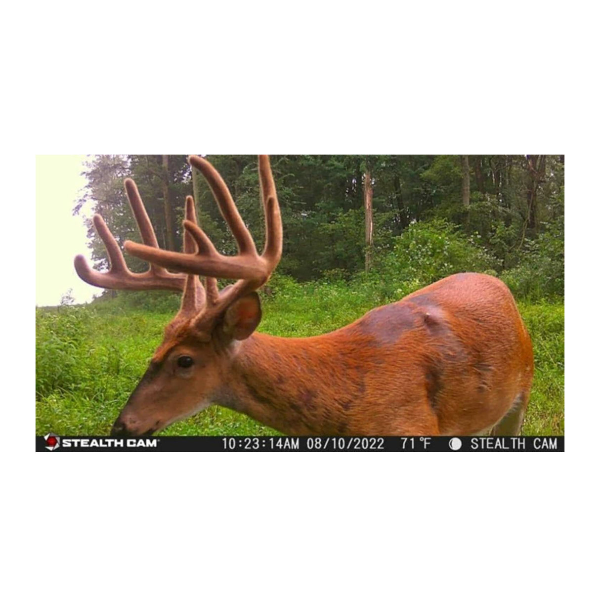 Stealth Cam G42NG 32MP No Glo Trail and Wildlife Camera