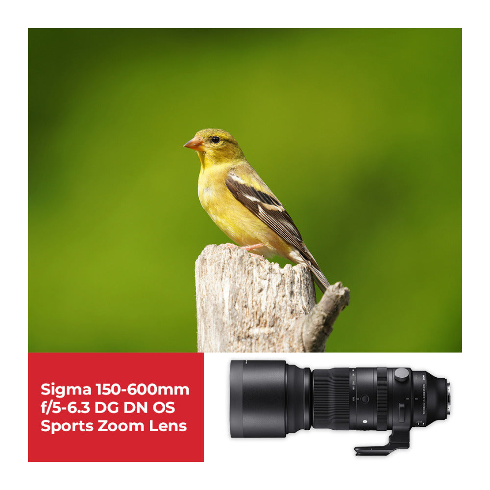 Sigma 150-600mm f/5-6.3 DG DN OS Sports Zoom Lens for Sony E with 1TB Hard Drive and 64GB SD Card