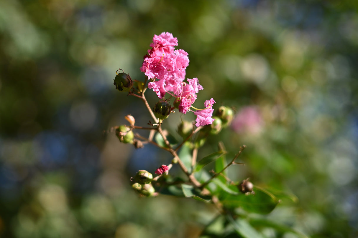 Nikon NIKKOR Z 40mm f/2 (SE) Lens