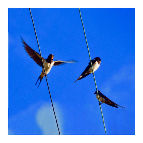 Pentax Papilio II 8.5x21 Porro Prism Binoculars