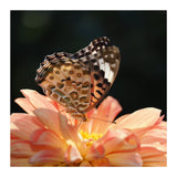 Olympus M.Zuiko Digital ED 90mm F3.5 Macro IS PRO Lens (Micro Four Thirds)