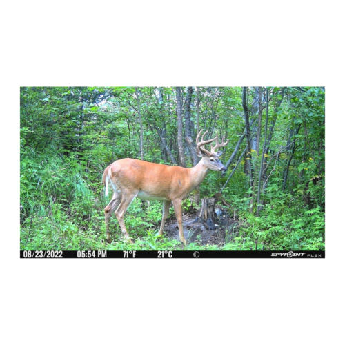 Spypoint FLEX Cellular 33MP, 1080P, Dual-sim Configuration Trail Camera (Gray)