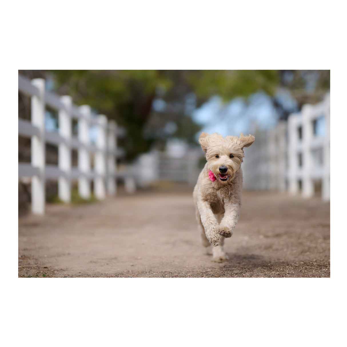 Nikon Z8 Mirrorless Camera Body