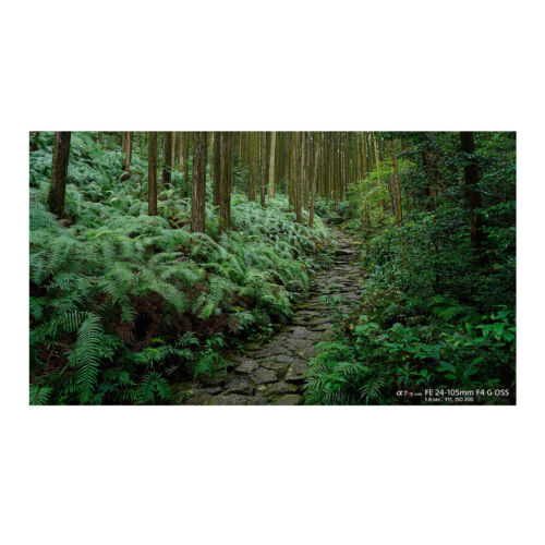 Sony FE 24-105mm f/4 G2 OSS Full-Frame E-Mount Lens