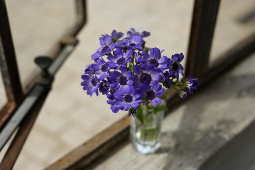 Sony FE 50mm f/1.8 Lens