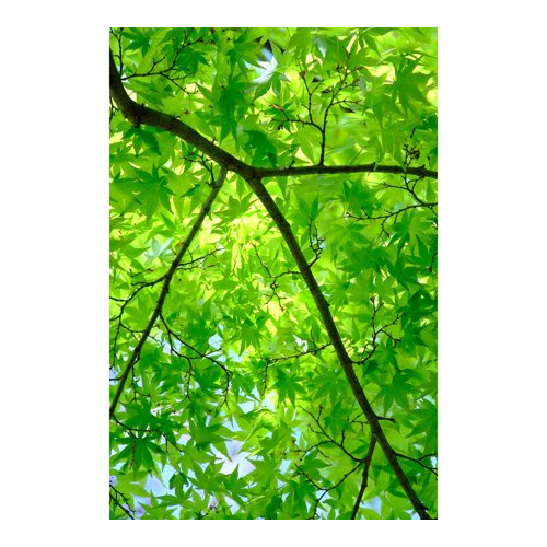 FUJIFILM XF18-120mmF4 LM PZ WR  Lens