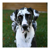 Nikon Z 30 DX-format Mirrorless Camera Body