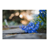 Nikon NIKKOR Z MC 50mm f/2.8 Lens