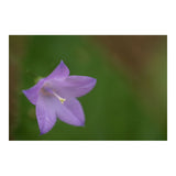 Sigma 105mm f/2.8 Art DG DN Macro Lens for Sony E-Mount