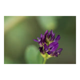 Sigma 105mm f/2.8 Art DG DN Macro Lens for Sony E-Mount