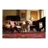 Canon EOS RP Mirrorless Camera (Body Only)