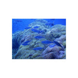 Ricoh WG-6 Digital Camera (Orange)