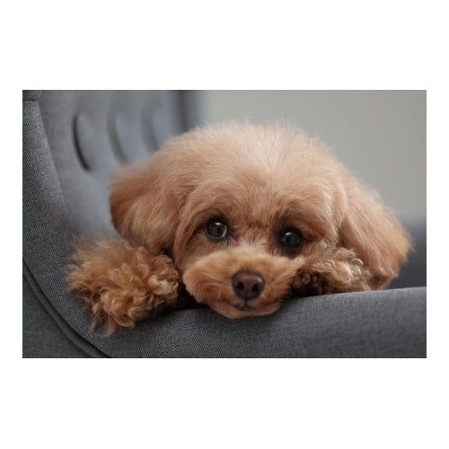 Canon EOS R10 Mirrorless Camera with RF-S 18-150mm Lens Kit