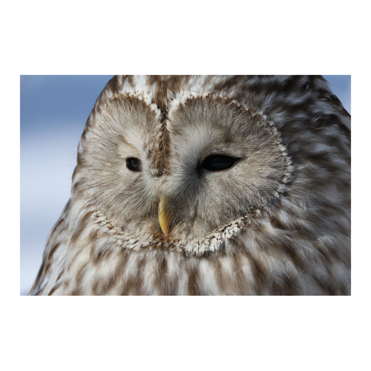 Canon EOS R7 Mirrorless Camera with RF 100-400mm f/5.6-8 IS USM Lens Bundle