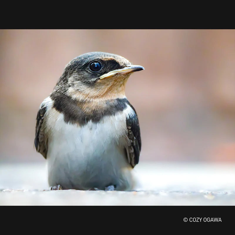 Panasonic H-RSA100400 LEICA DG VARIO-ELMAR 100-400 F4.0-6.3 Lens