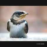 Panasonic H-RSA100400 LEICA DG VARIO-ELMAR 100-400 F4.0-6.3 Lens