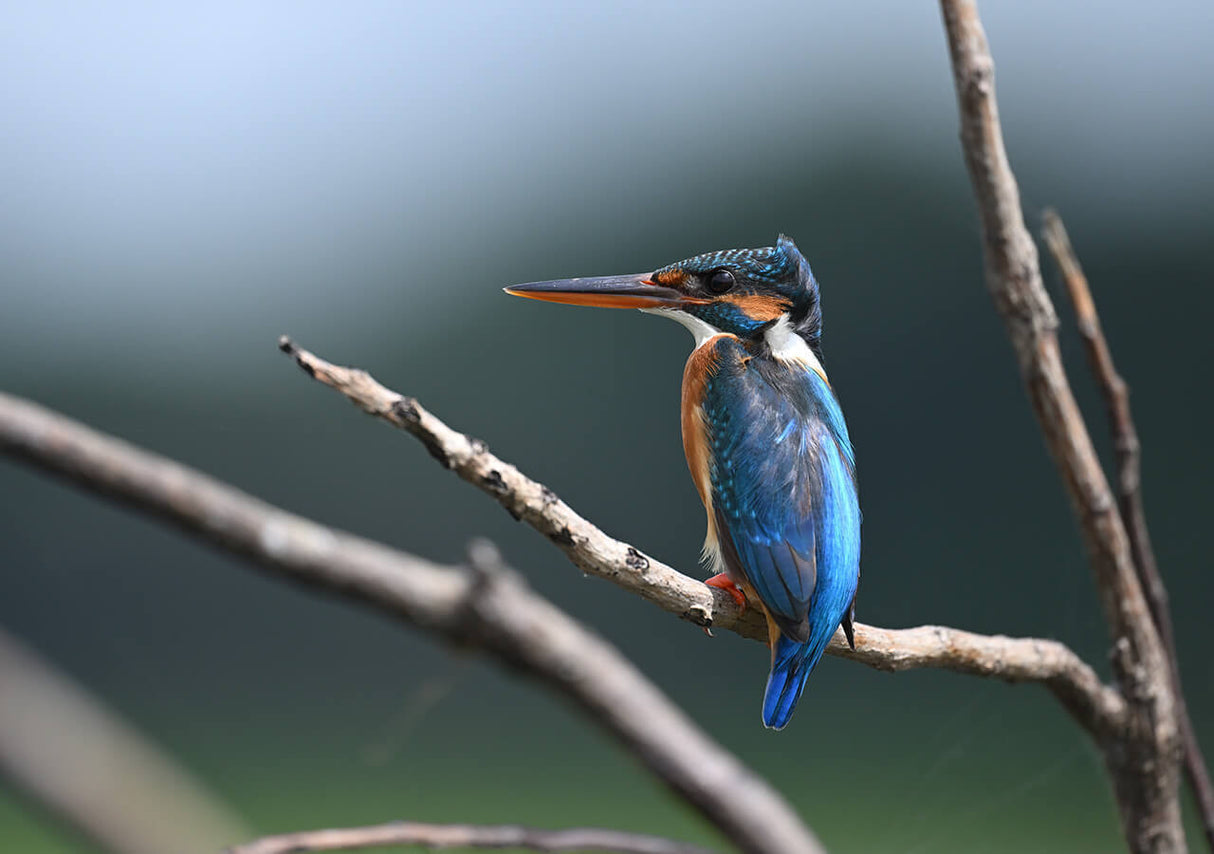 Nikon NIKKOR Z 600mm f/6.3 VR S Lens (Nikon Z)