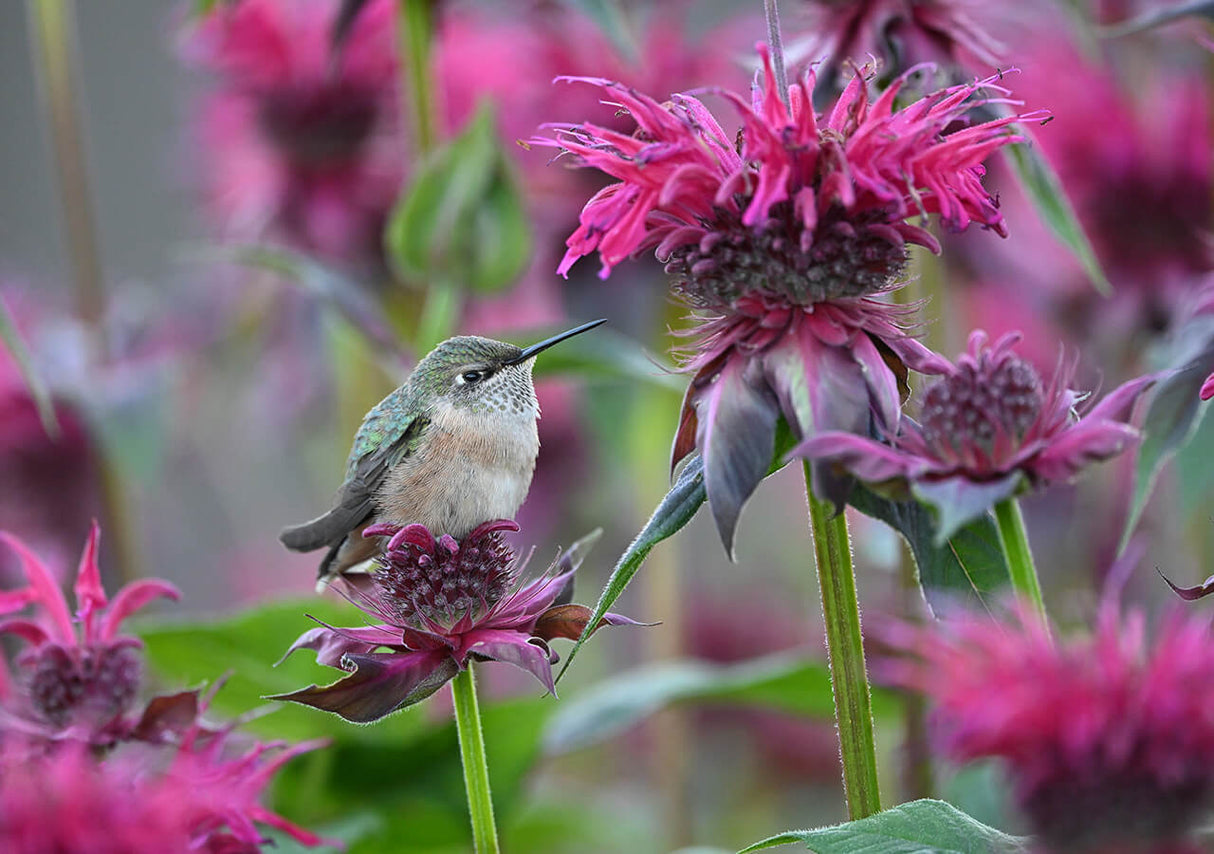 Nikon NIKKOR Z 600mm f/6.3 VR S Lens (Nikon Z)