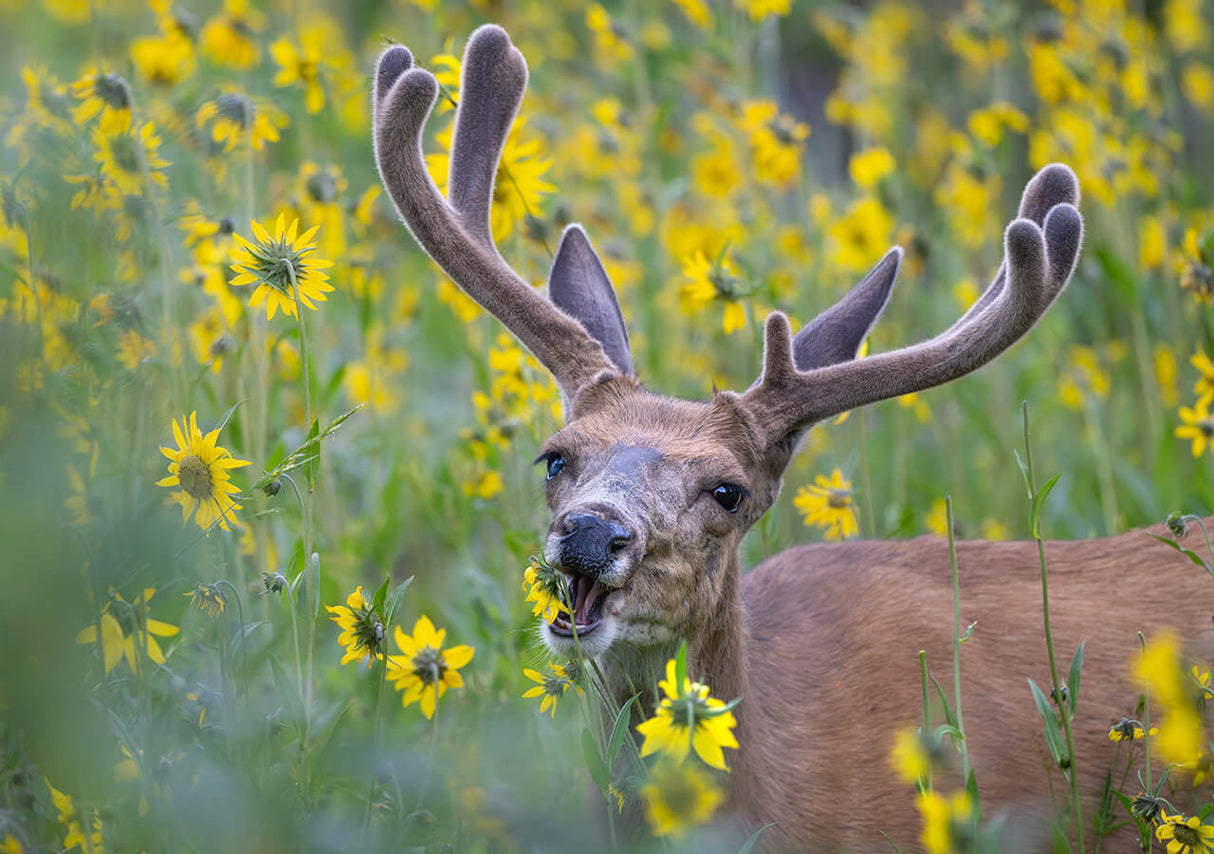 Nikon NIKKOR Z 600mm f/6.3 VR S Lens (Nikon Z)