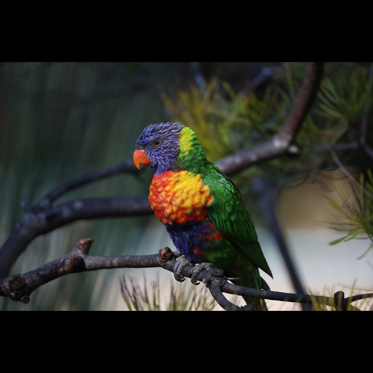 Canon RF 200-800mm F6.3-9 IS USM Lens