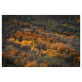 Hoya 88MM NXT Plus Circular Polarizer Filter with Low-Profile Aluminum Frame and 1.72 Filter Factor