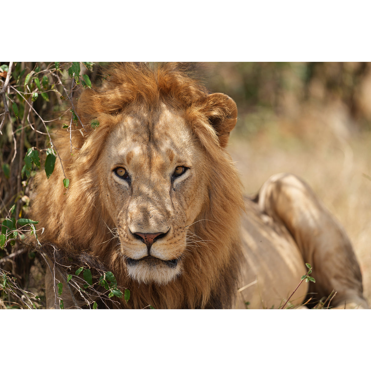 Sony FE 300mm F2.8 GM OSS Full-frame Telephoto Prime G Master Lens