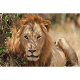 Sony FE 300mm F2.8 GM OSS Full-frame Telephoto Prime G Master Lens