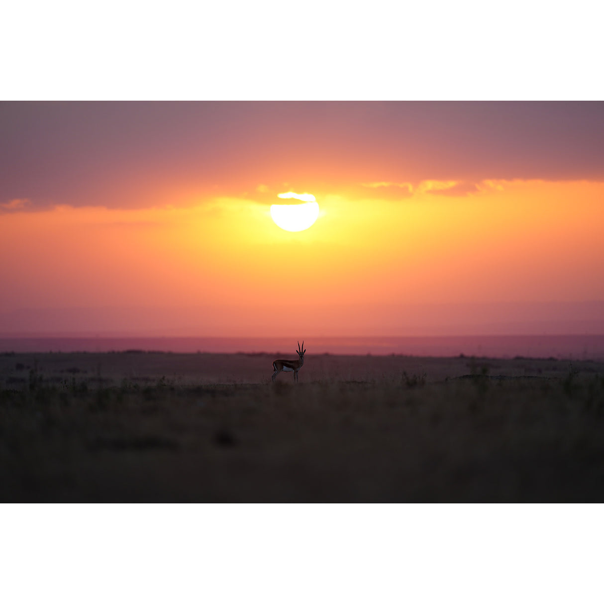 Sony FE 300mm F2.8 GM OSS Full-frame Telephoto Prime G Master Lens